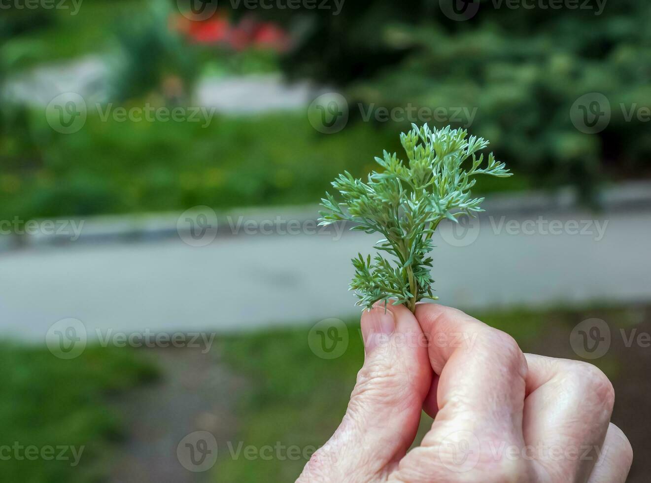 Close-up of fresh wormwood Seriphidium fragrans herb wormwood in the hand of a pharmacist. Medicinal plant artemisinin. Natural green grass. photo