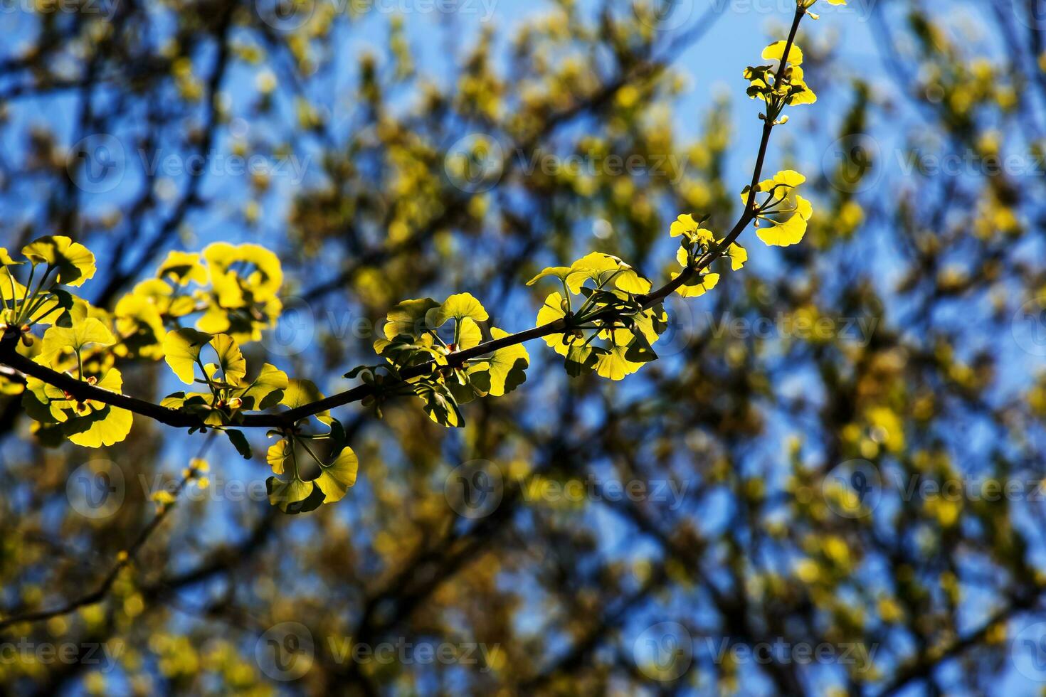 Fresh bright green leaves of ginkgo biloba against the blue sky. Branches of a ginkgo tree in the botanical garden of the Dnieper in Ukraine. photo