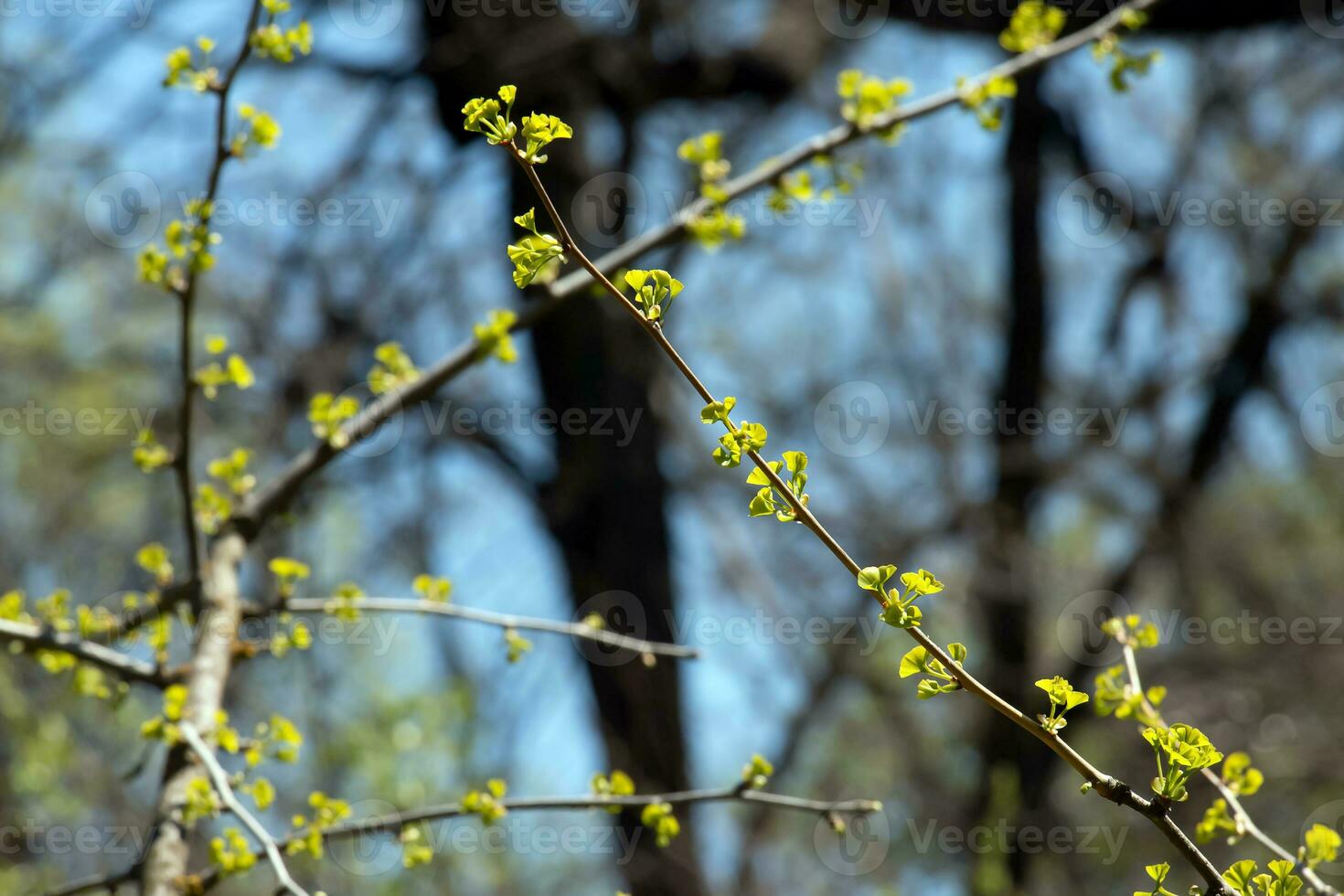 Fresh bright green leaves of Ginkgo biloba L PENDULA on branches in early spring. Branches of a ginkgo tree in the botanical garden of the Dnieper in Ukraine. photo