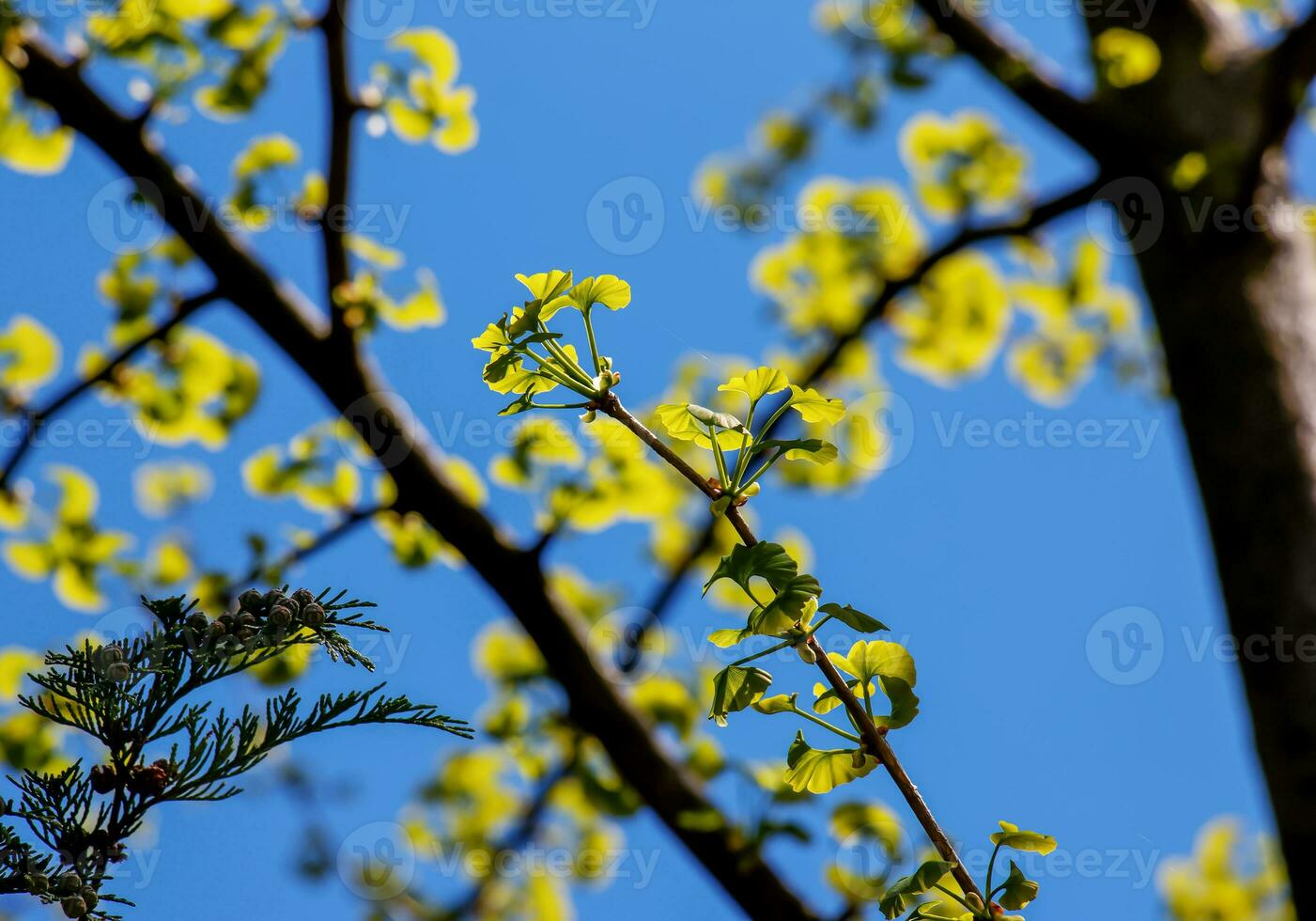 Fresh bright green leaves of ginkgo biloba against the blue sky. Branches of a ginkgo tree in the botanical garden of the Dnieper in Ukraine. photo