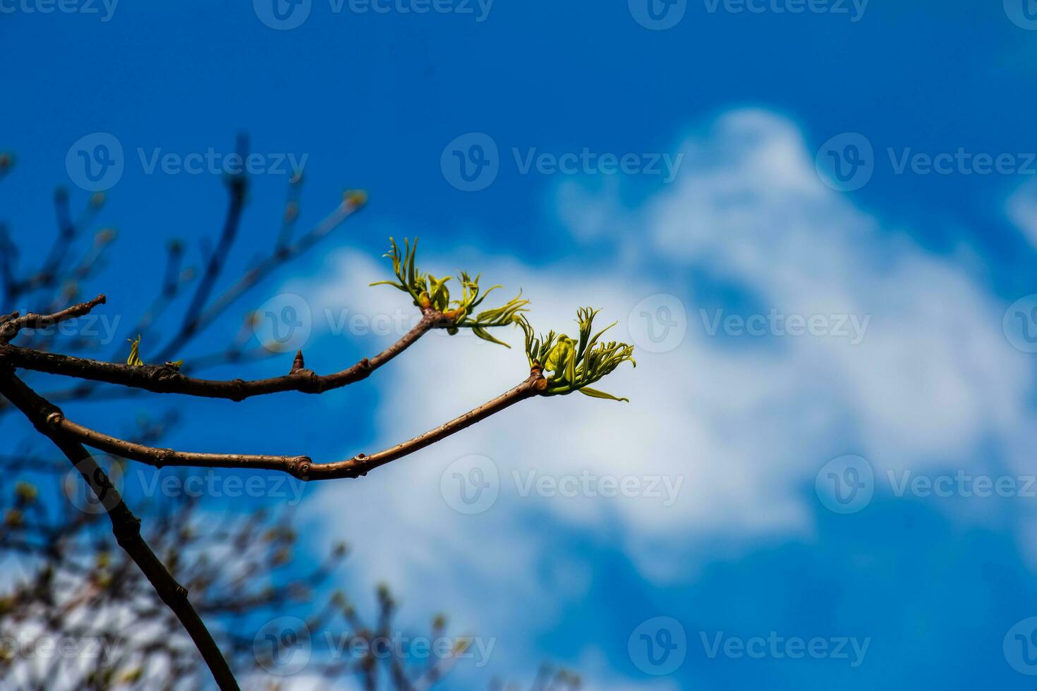 The new growth in spring from Phellodendron sachalinense photo