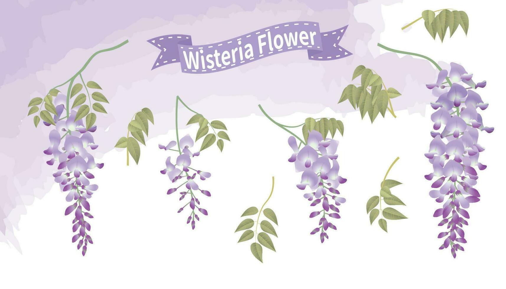 Combination of different wisteria flower bunches and leaves vector