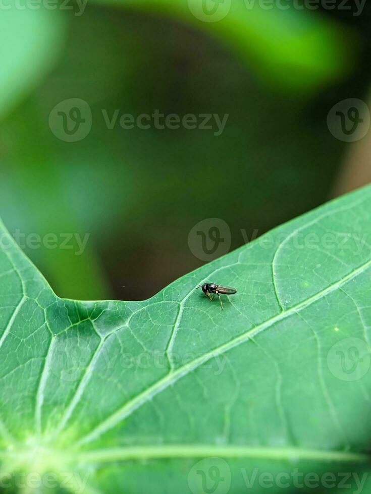 Closeup photo of leaves