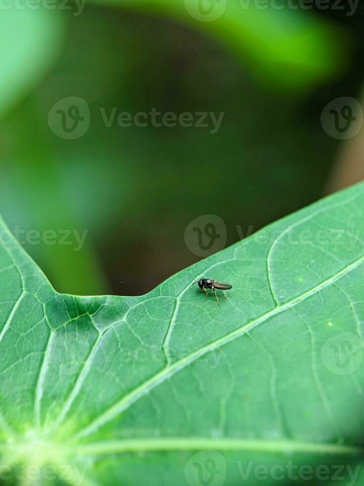 de cerca foto de hojas