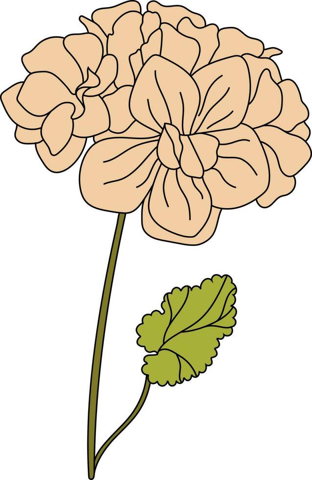 Lined malva flower. Hollyhock. Vector. vector