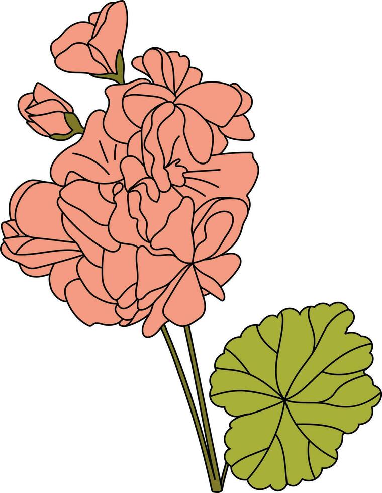 Lined malva flower. Hollyhock. Vector. vector