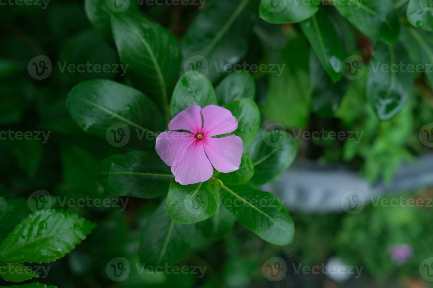 photo of pink flowers on fresh green leaves