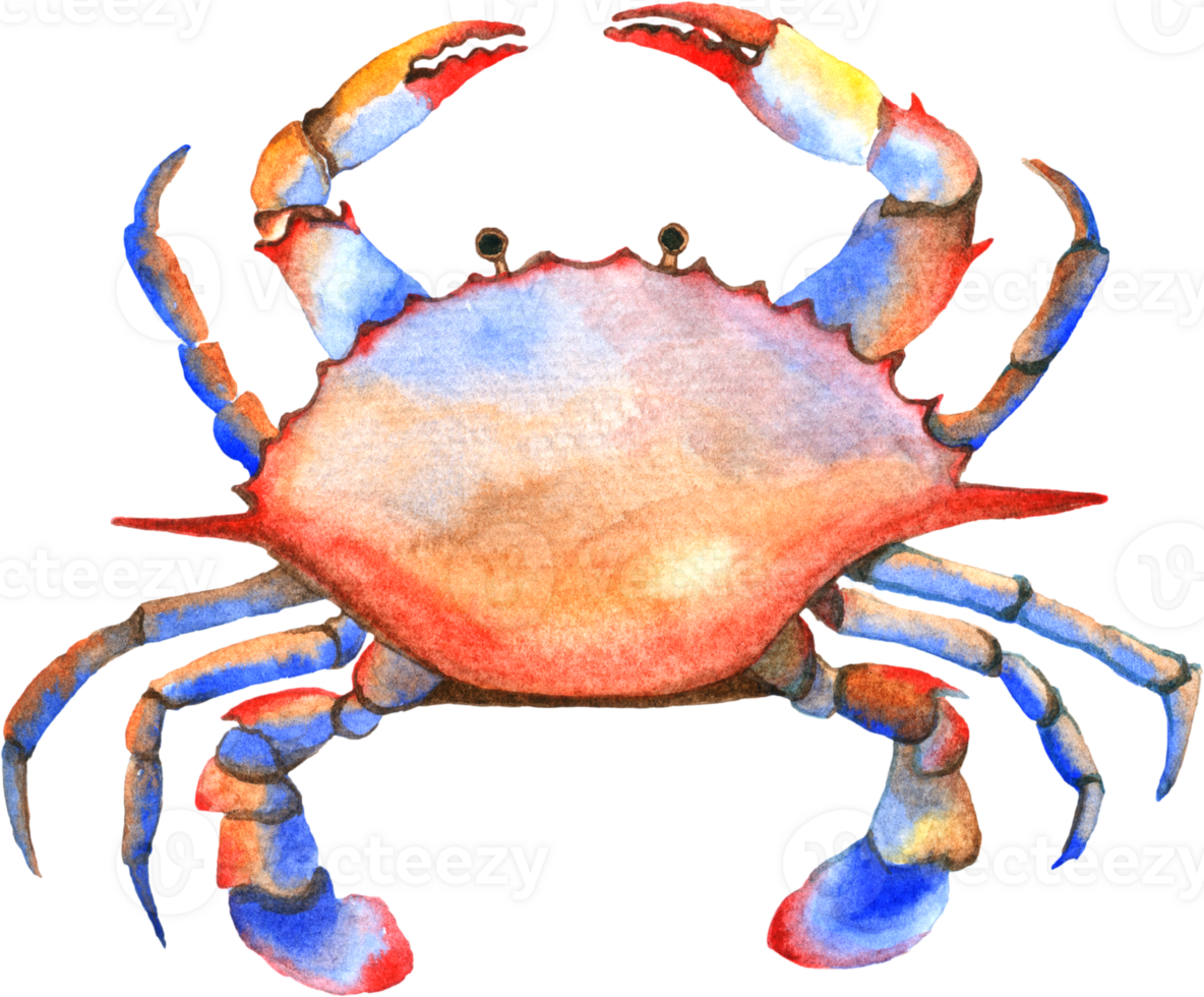 unter das Meer Tiere Aquarell png