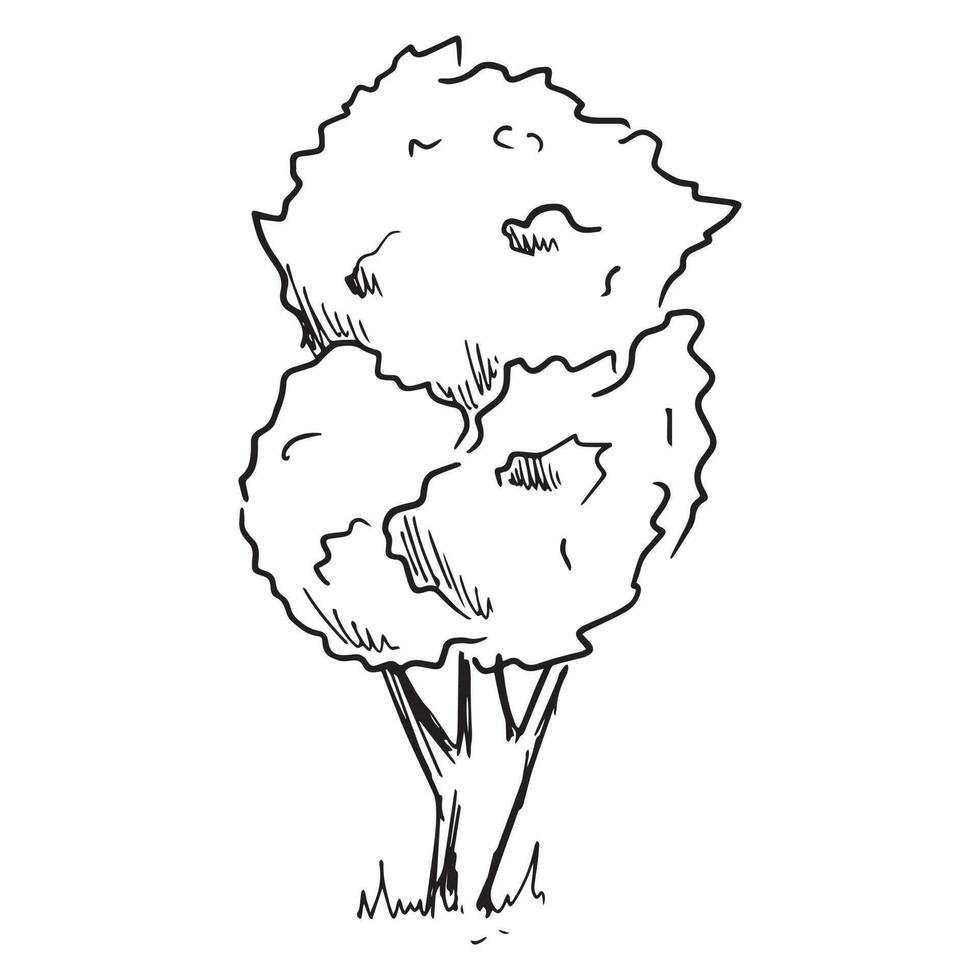 vector aislado ilustración de un bosquejo árbol con follaje.