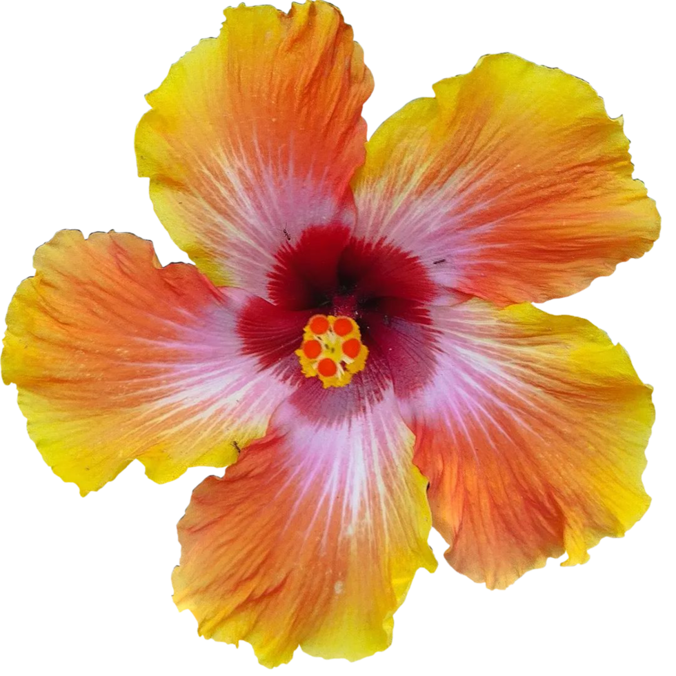 Pinky ellow orange Hibiscus Flower png