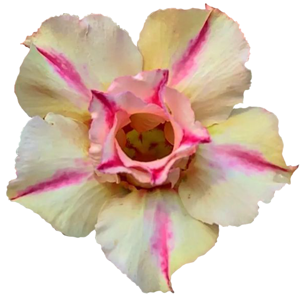 adenium obesum flores png