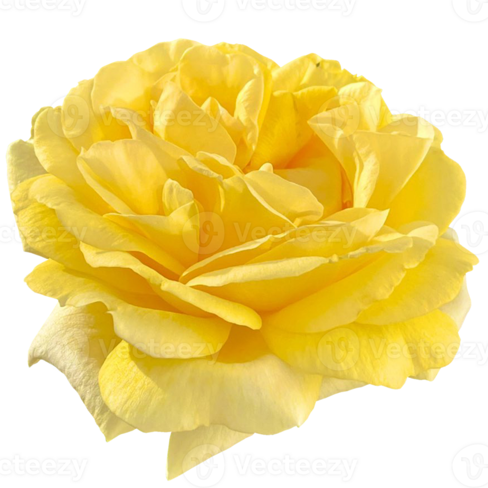 Julia Child rose png