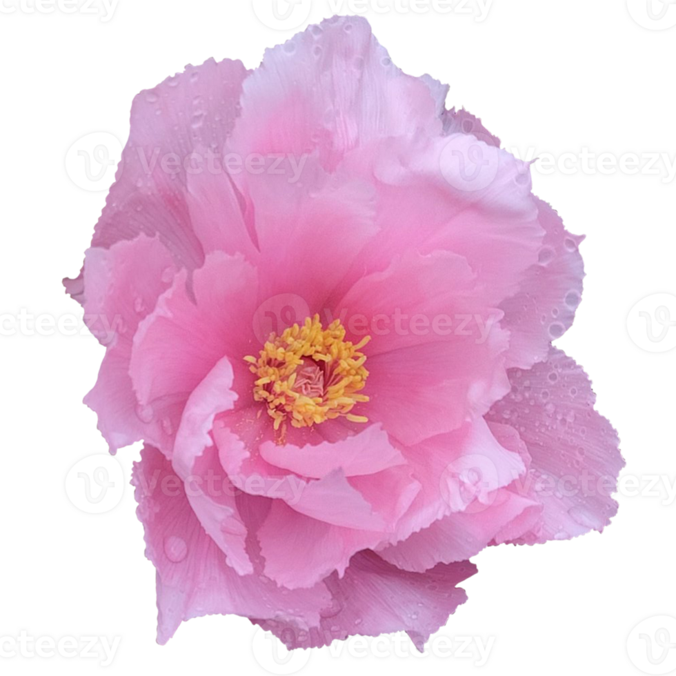 Tree Peony,Paeonia suffruticosa png