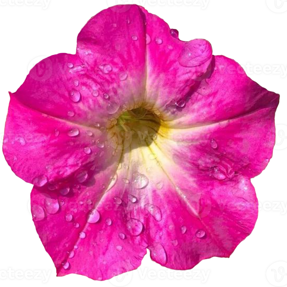 Close Up Of Pink Fowers png