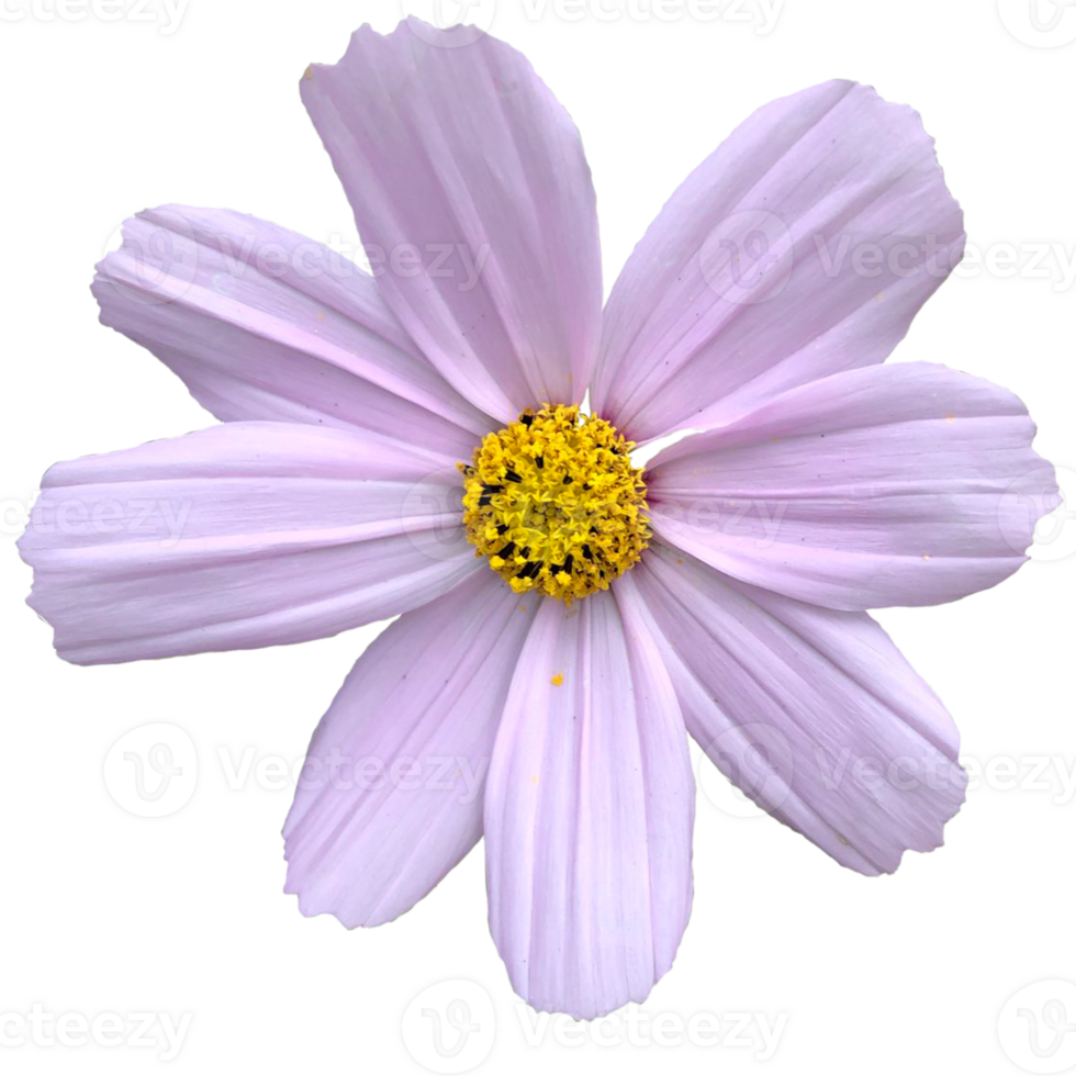 purple Garden Cosmos png