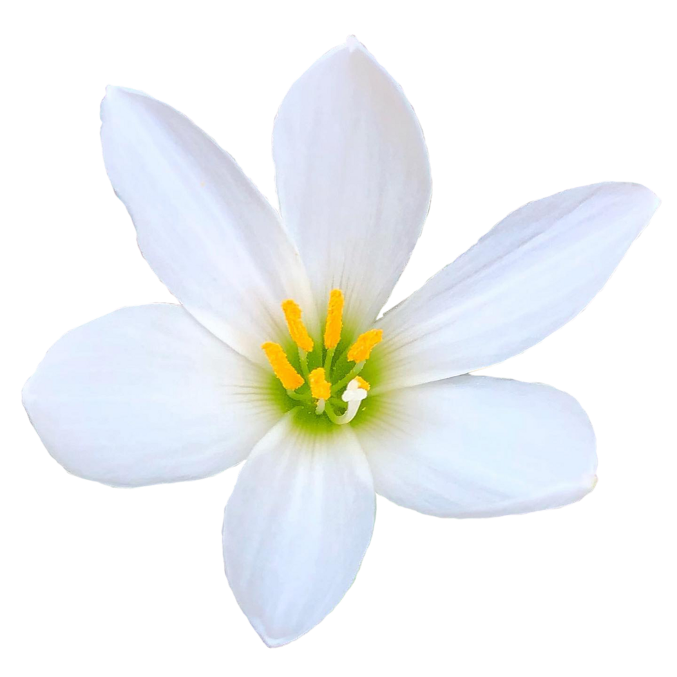 Autumn zephyrlily plant png