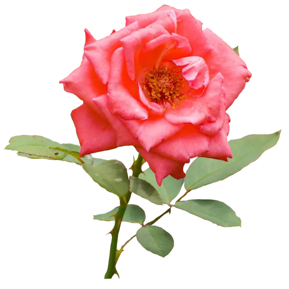 una rosa en plena floración png
