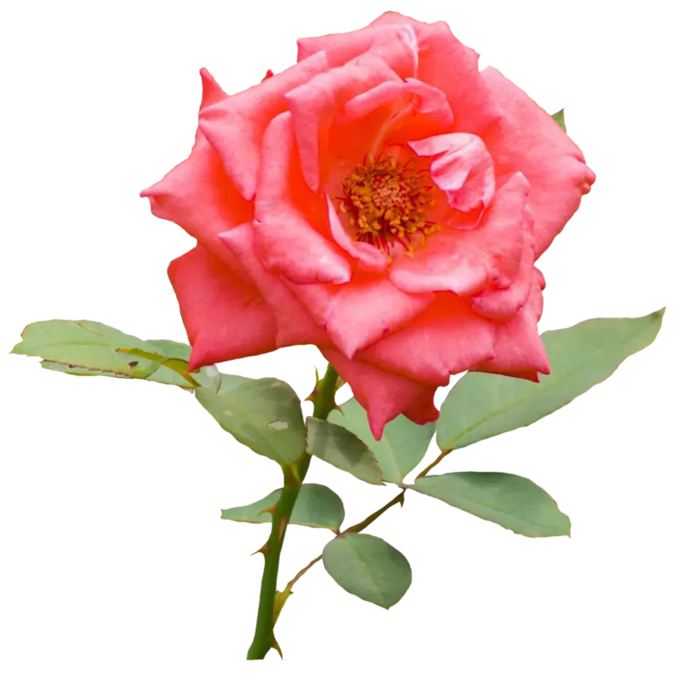 A Rose in Full Bloom png