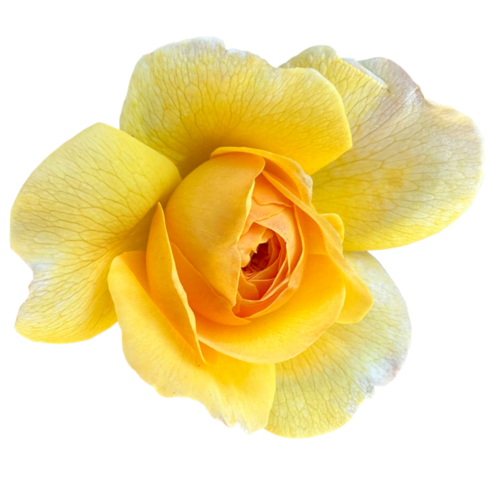 Yellow Roses plant 23610165 PNG