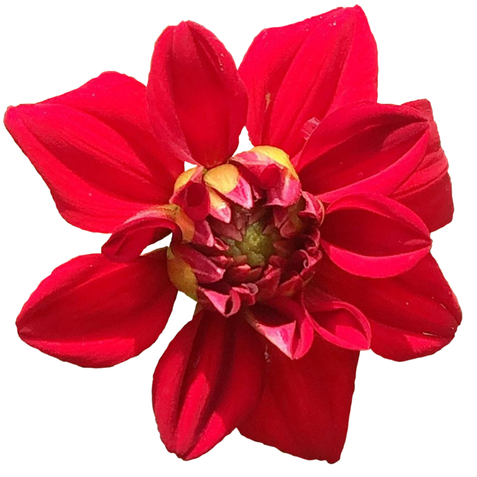 Red dahlia plant png