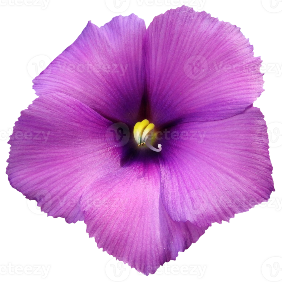 Blue Hibiscus, Lilac Hibiscus png