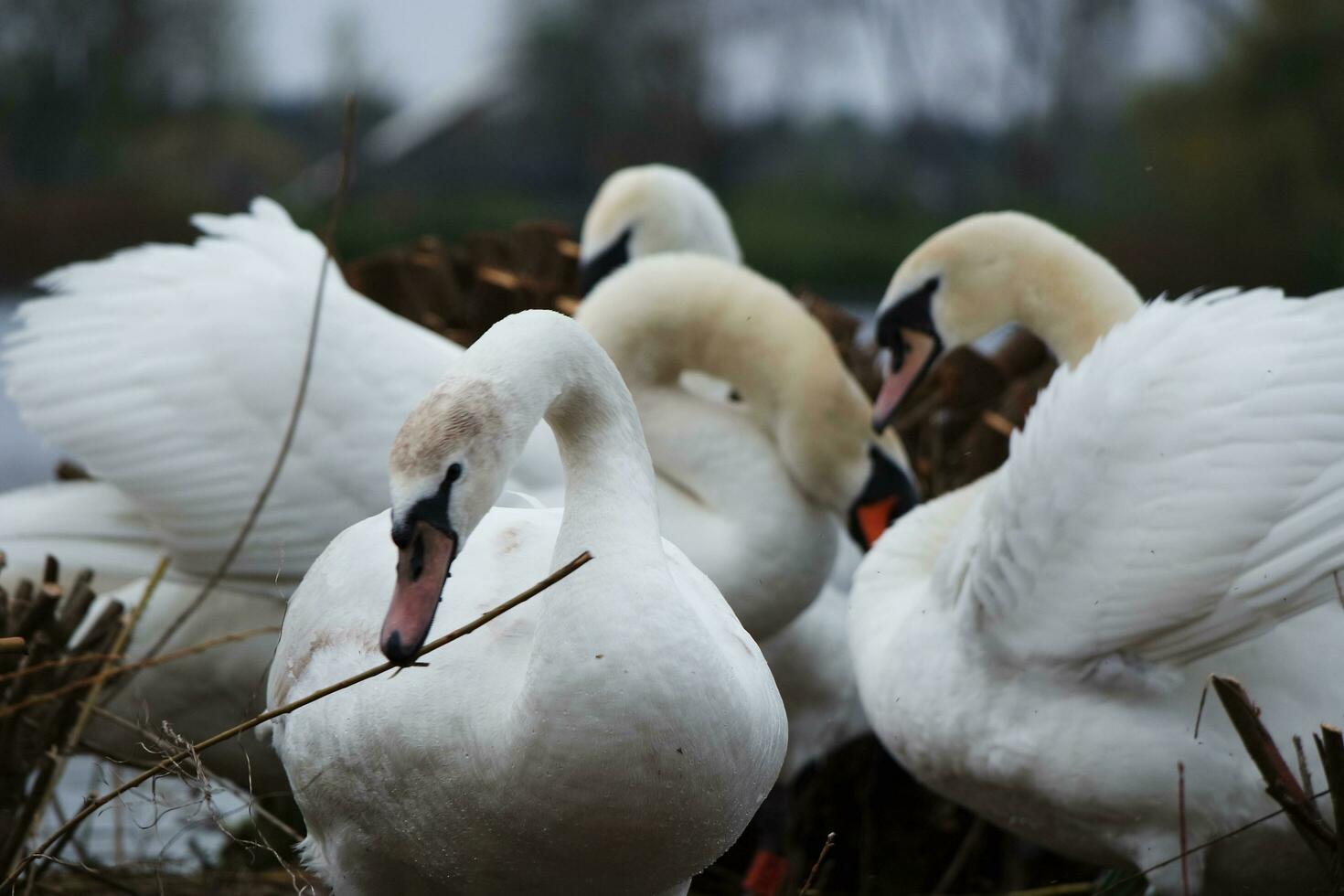 Cute Water Birds at The Lake of Public Park of Luton England UK photo