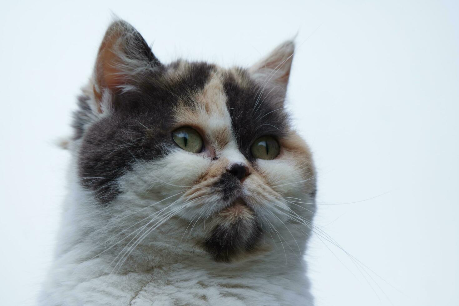 linda persa puro blanco gato es posando en el hogar jardín foto