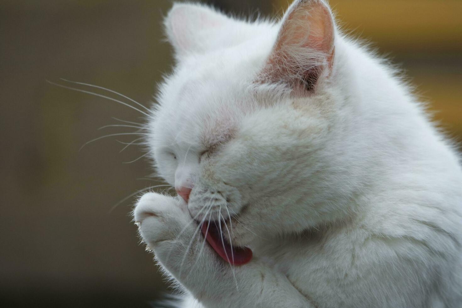 Cute Persian Pure White Cat is Posing in the Home Garden photo