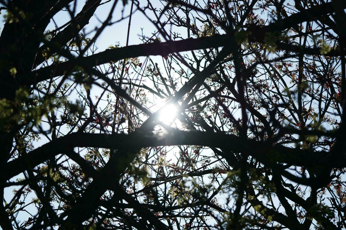 Beautiful View of Trees and Branches at Local Public Park of Luton Town of England photo