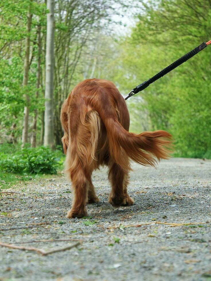 Cute Dog at Bedford City Park of England photo