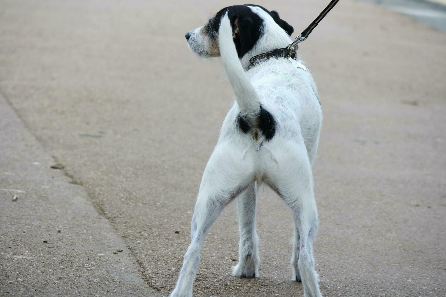 Cute Dog at Bedford City Park of England photo