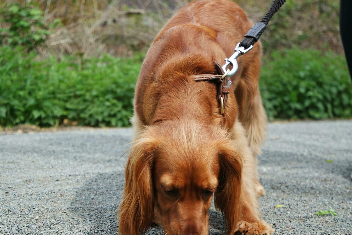 linda perro a Bedford ciudad parque de Inglaterra foto