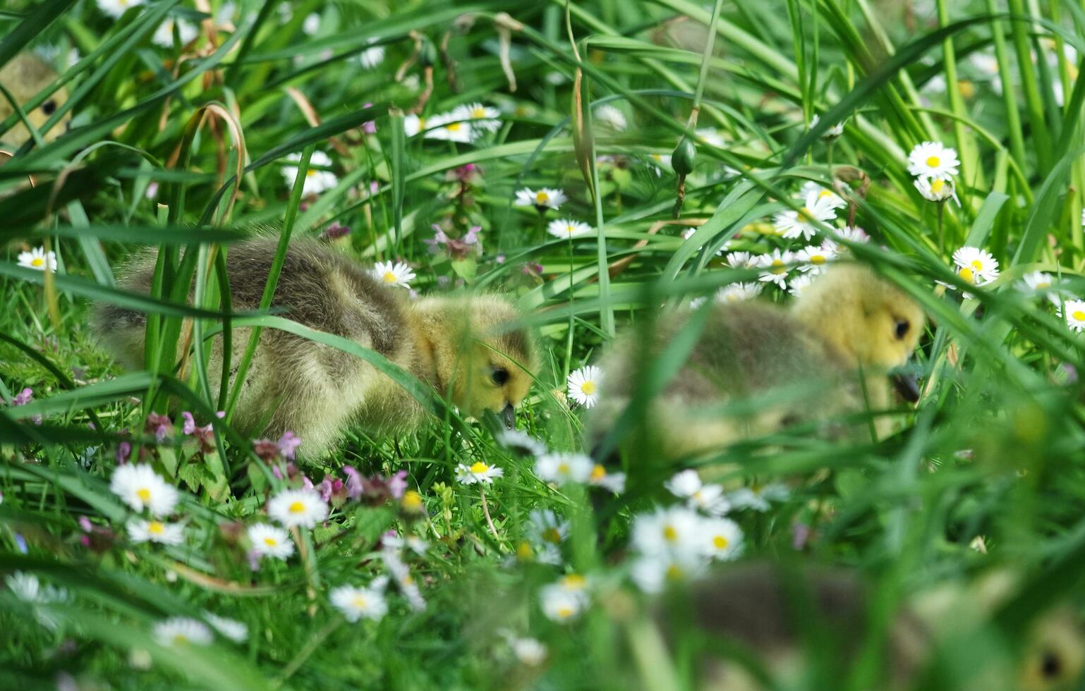 Cute Water Birds Geese and Chicks at Lake of Bedford City of England photo