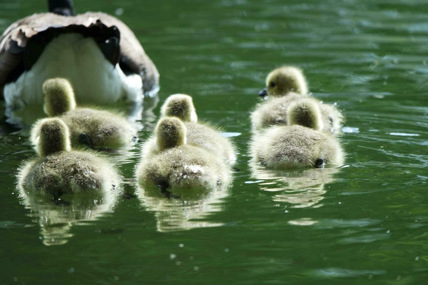 Cute Water Birds Geese and Chicks at Lake of Bedford City of England photo