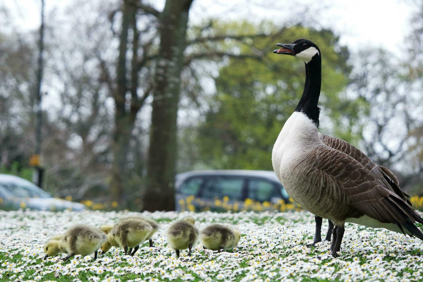 Cute Water Birds Geese and Chicks at Lake of Bedford City of England photo