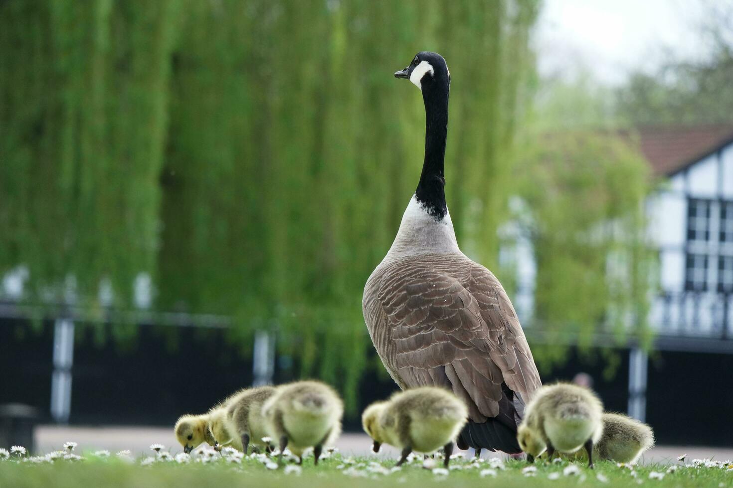 Cute Water Birds Geese and Chicks at Lake of Bedford City of England photo