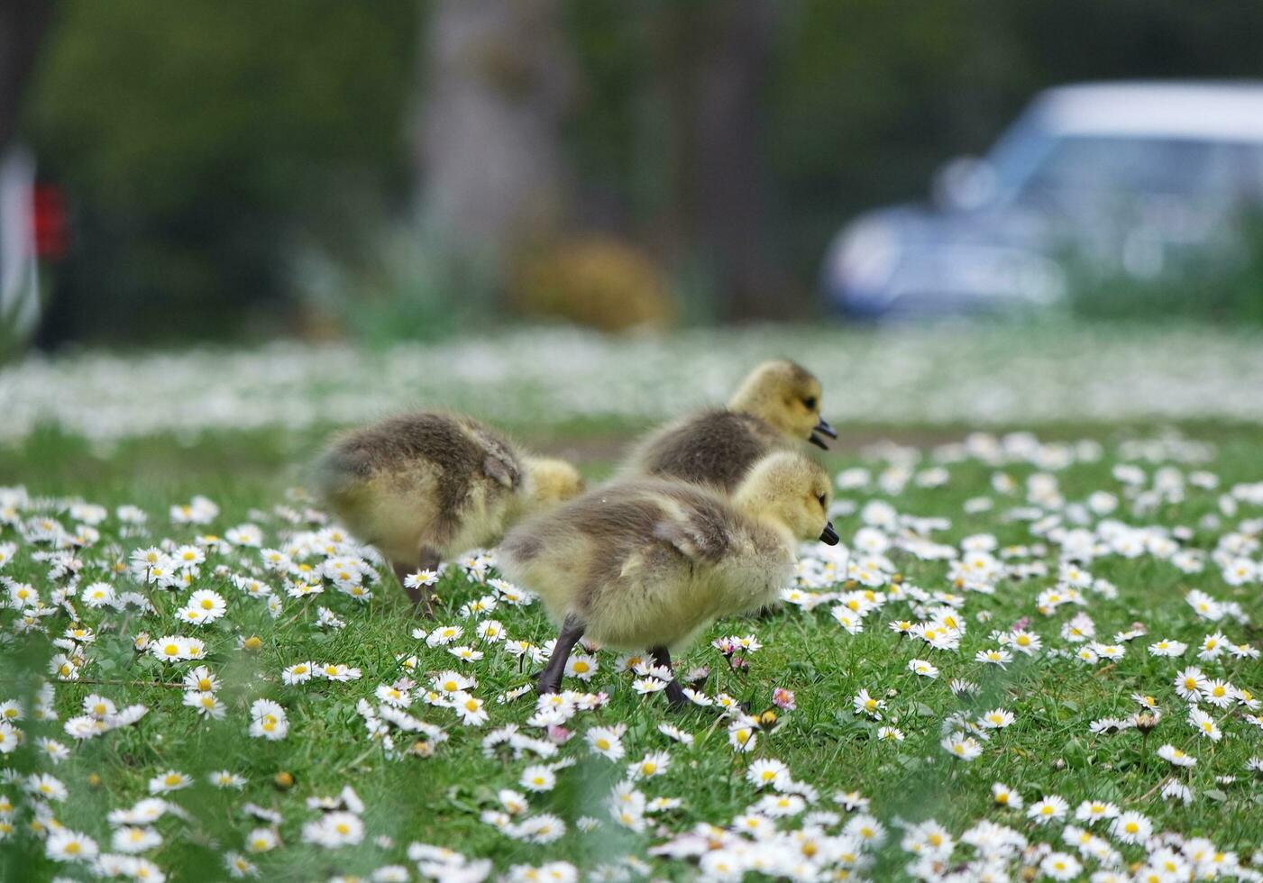 Cute Water Birds Geese and Chicks at Lake of Bedford City of England photo