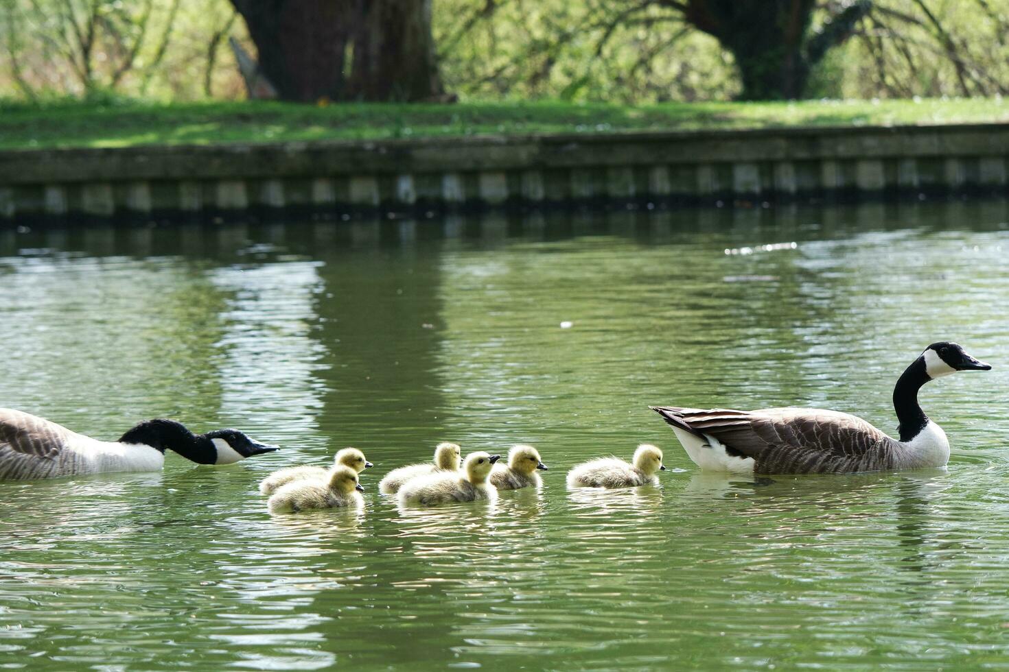 Cute Water Birds Geese and Chicks at Lake of Bedford City of England photo