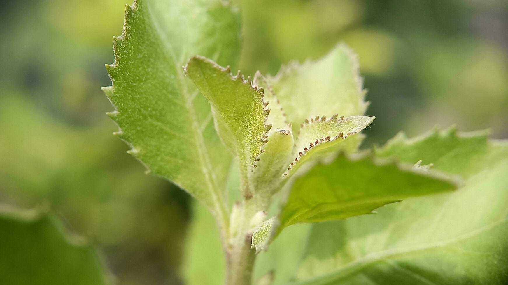 Macro photo of herbal plant shoots