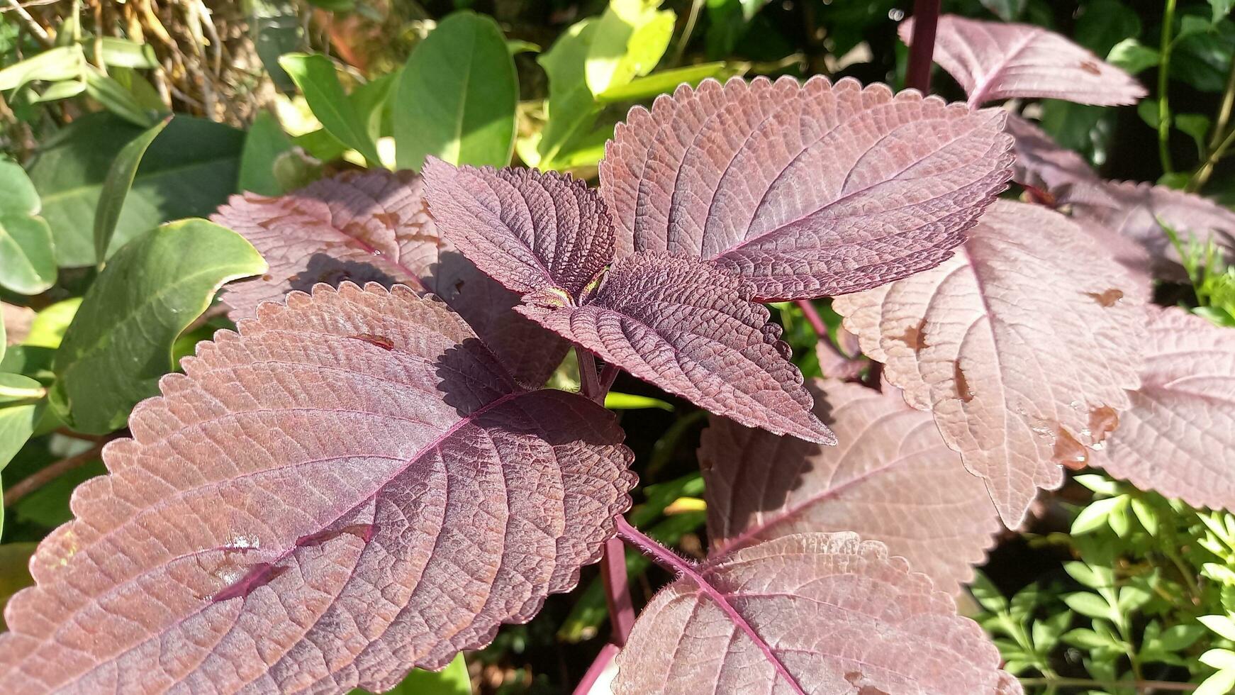 Red herbal plants are good for health photo