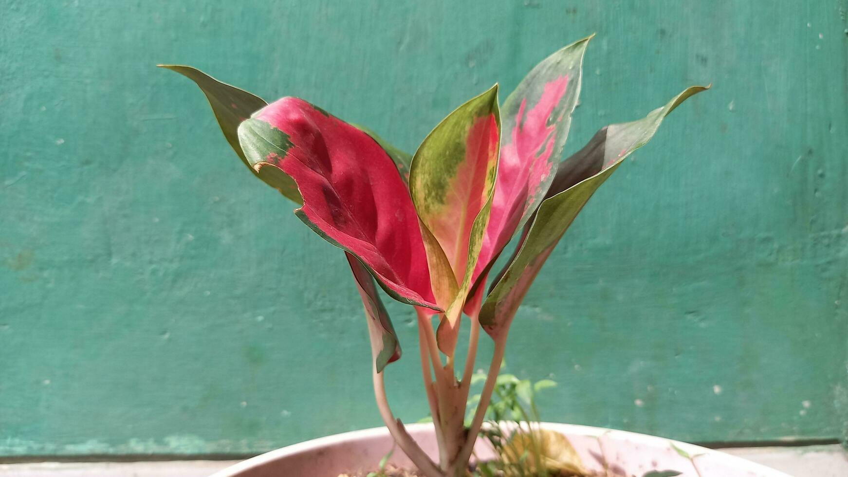 Ornamental aglaonema plant and green background photo