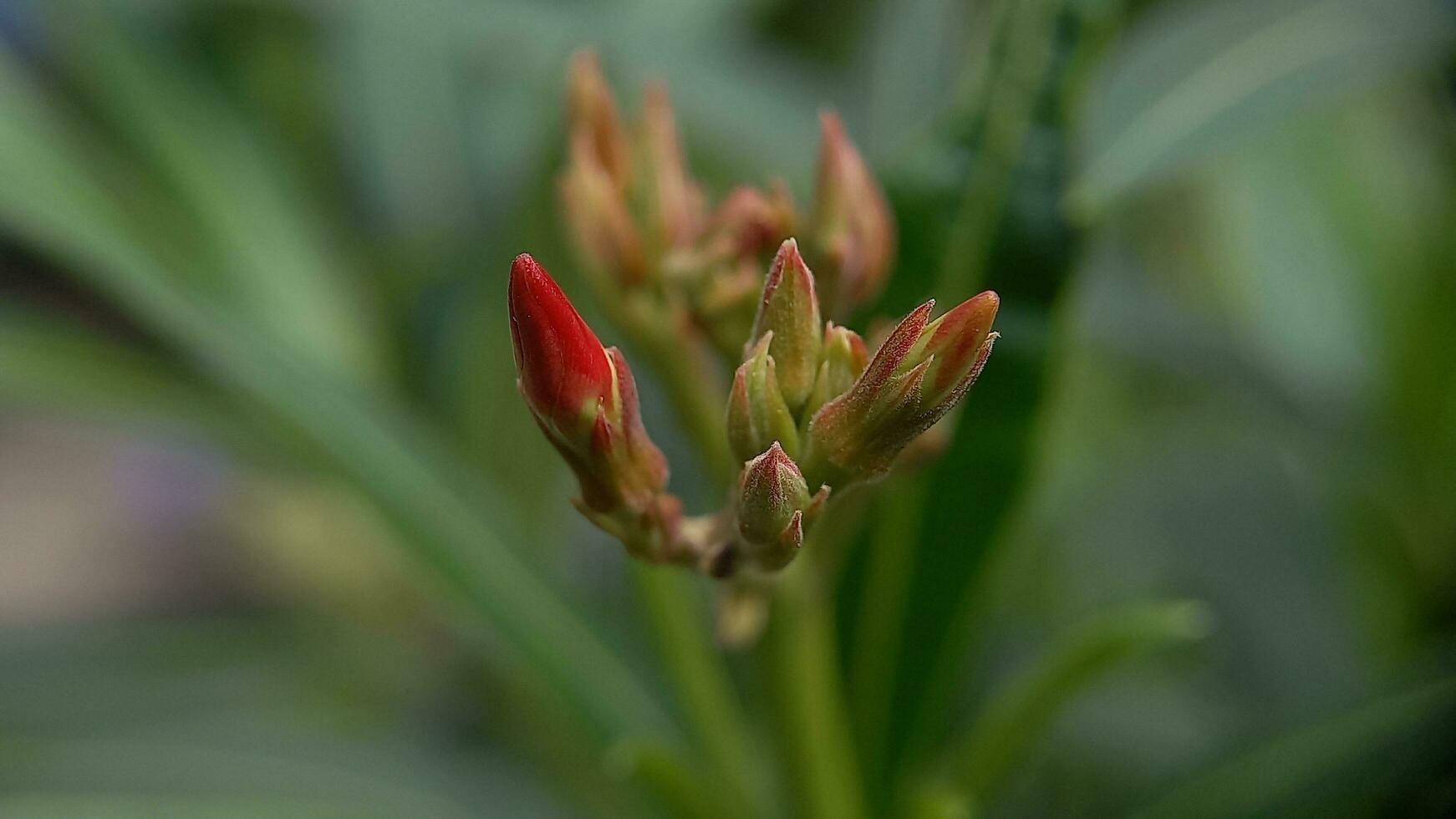 oleander or Japanese flowers before blooming photo