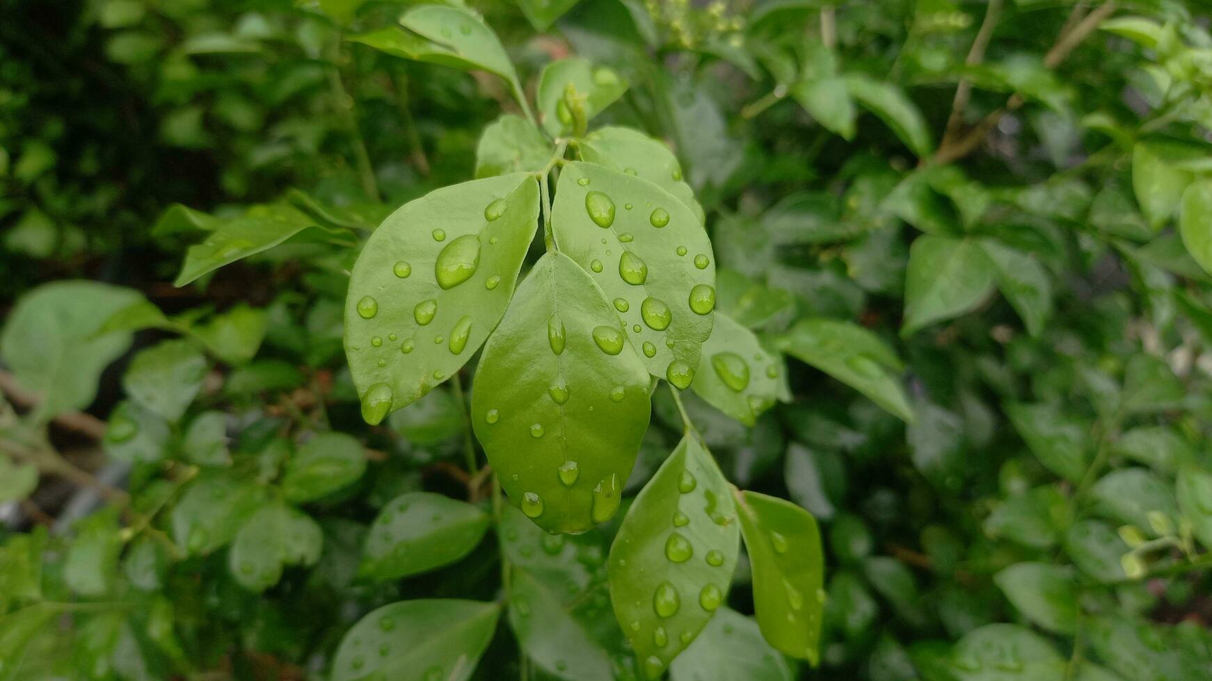 gotas de lluvia chapoteo en el hojas foto