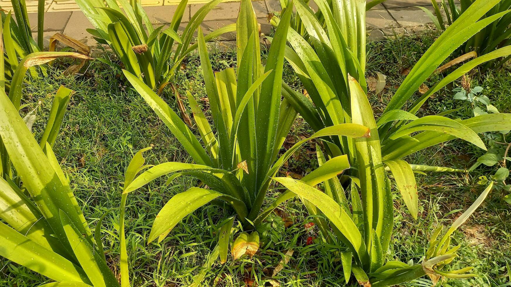 ornamental plantas en ciudad parques foto