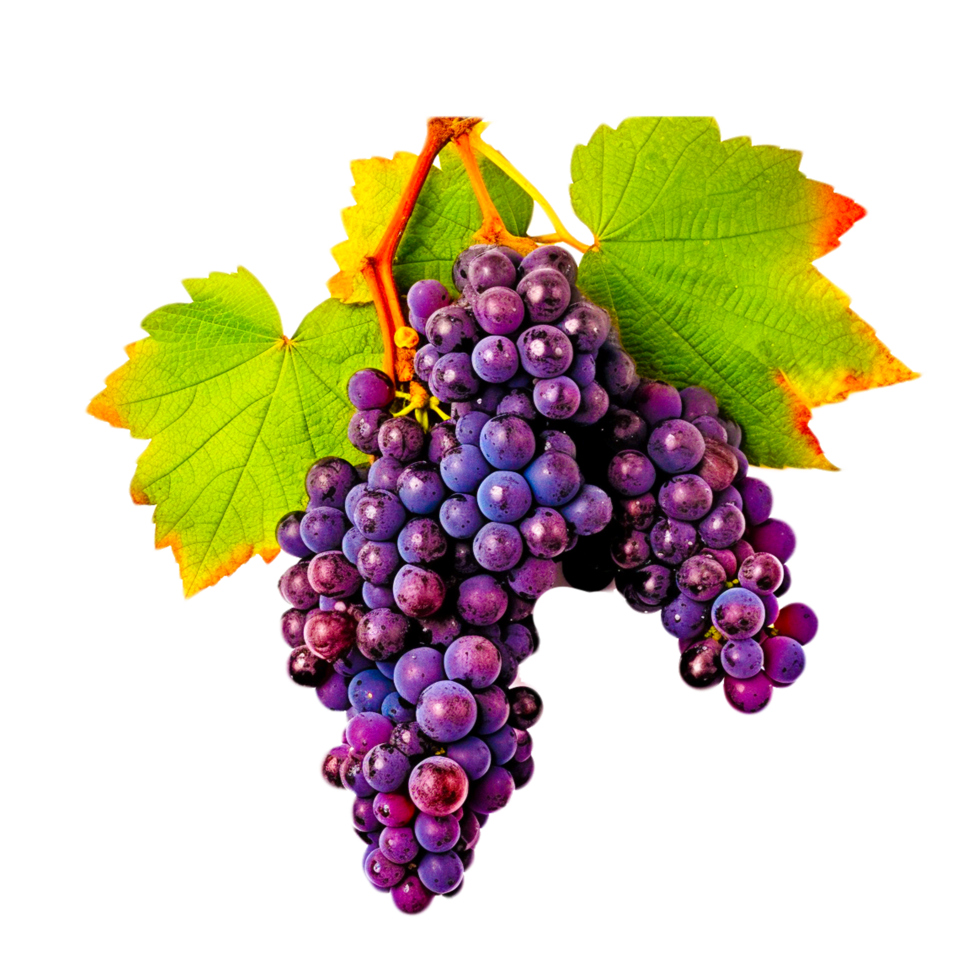 grapes fruit illustration png