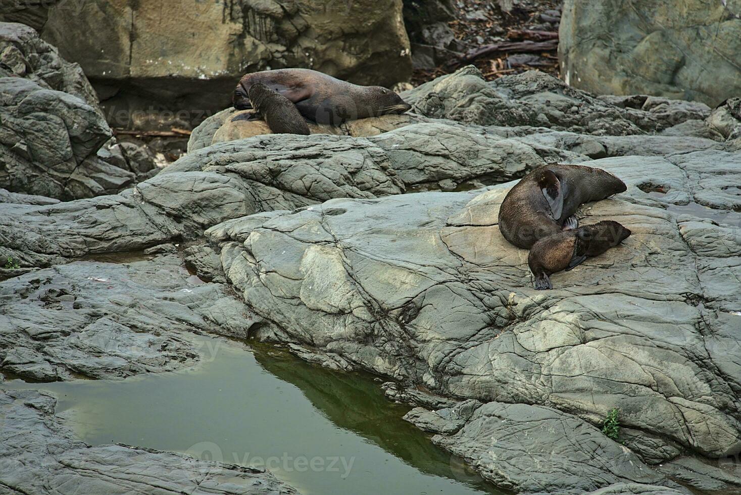 salvaje focas dormido foto