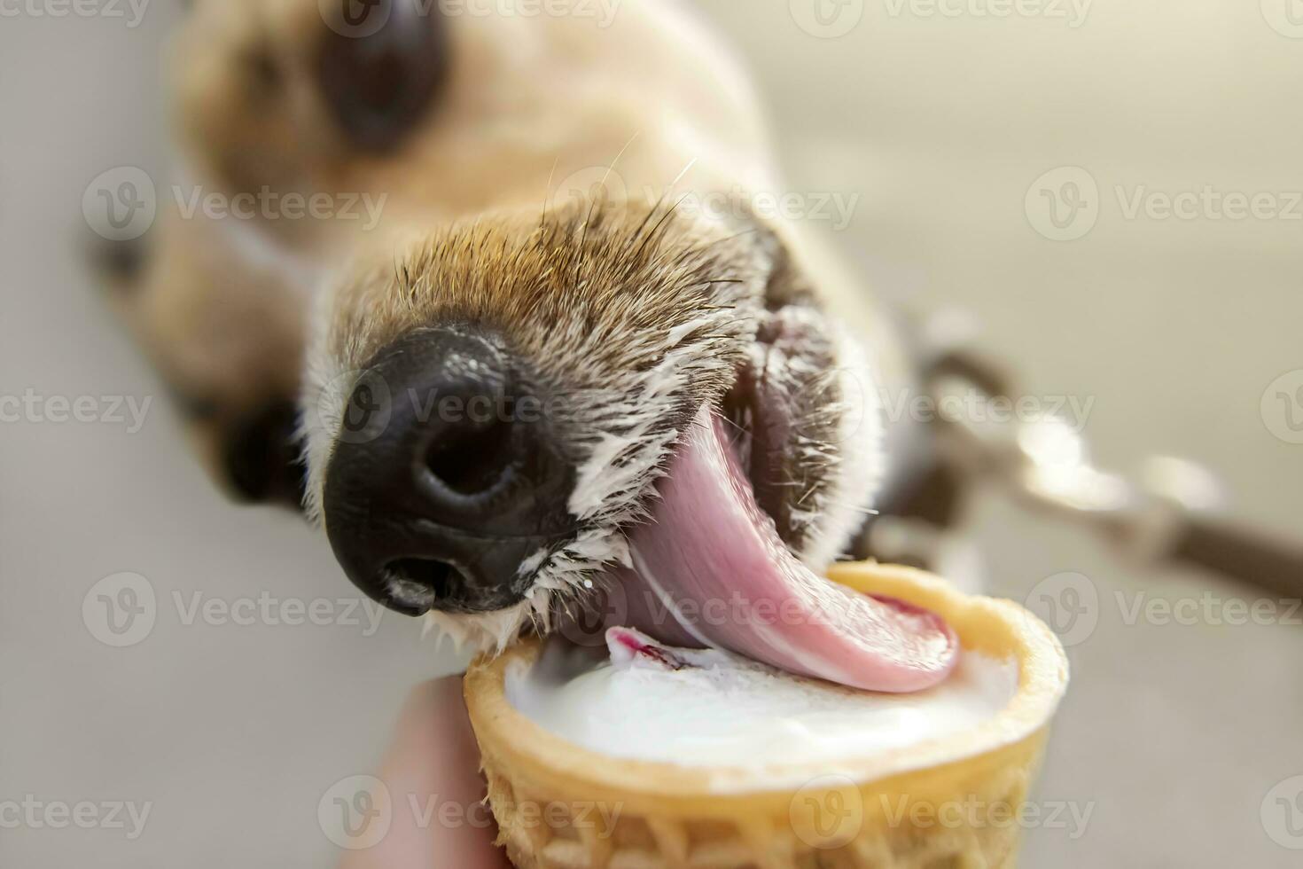 Portrait cute little dog eating vanilla ice cream with strawberry ...