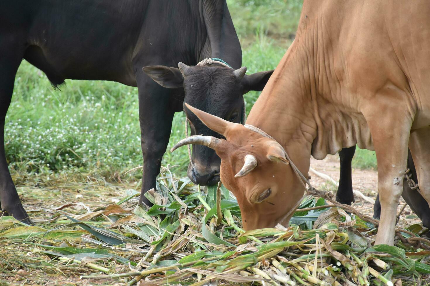 Domestic cows are eating corn plants and fresh grass pile which their owner put them on the ground. photo