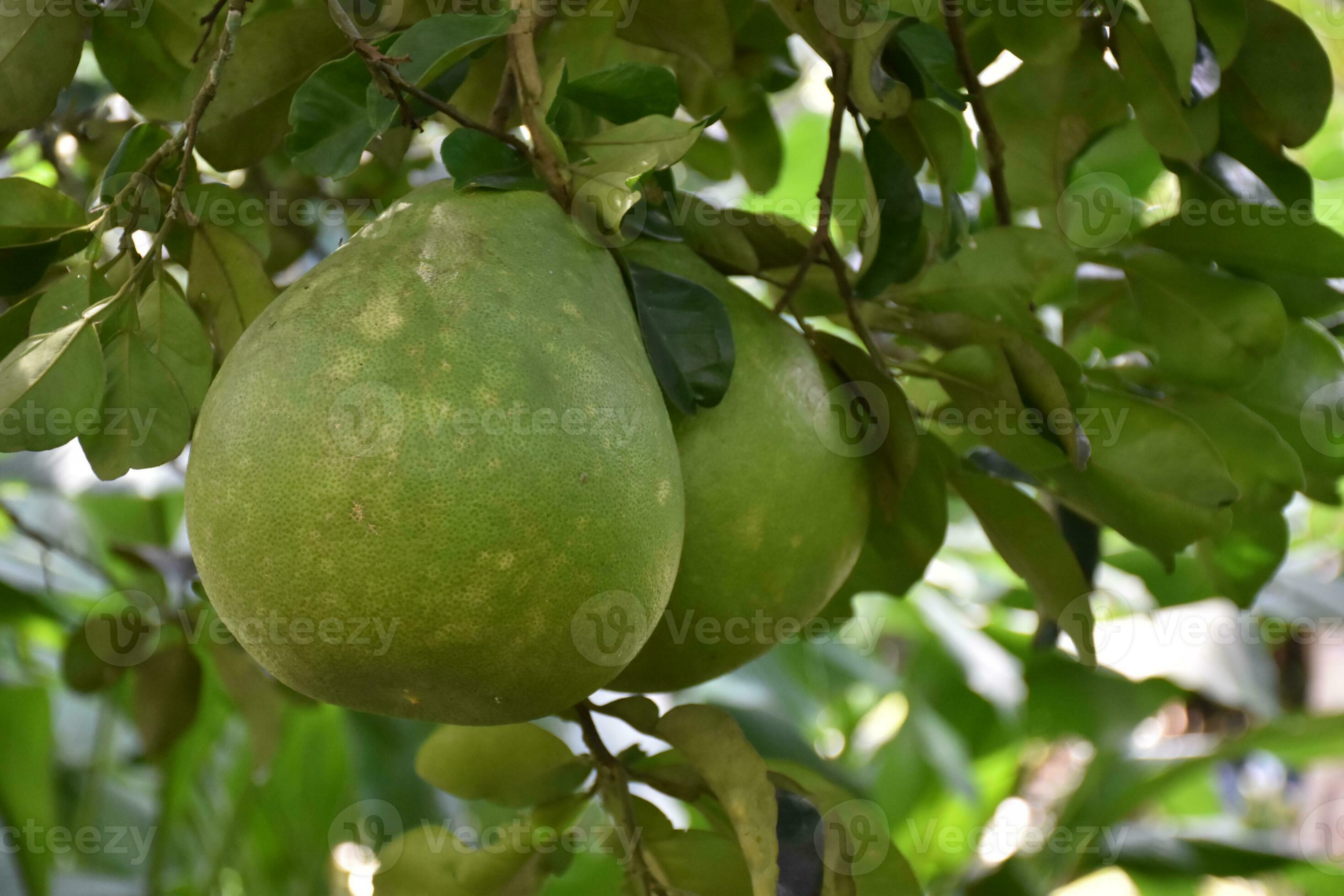 Pomelo is a perennial fruit that has a round shape that is about the