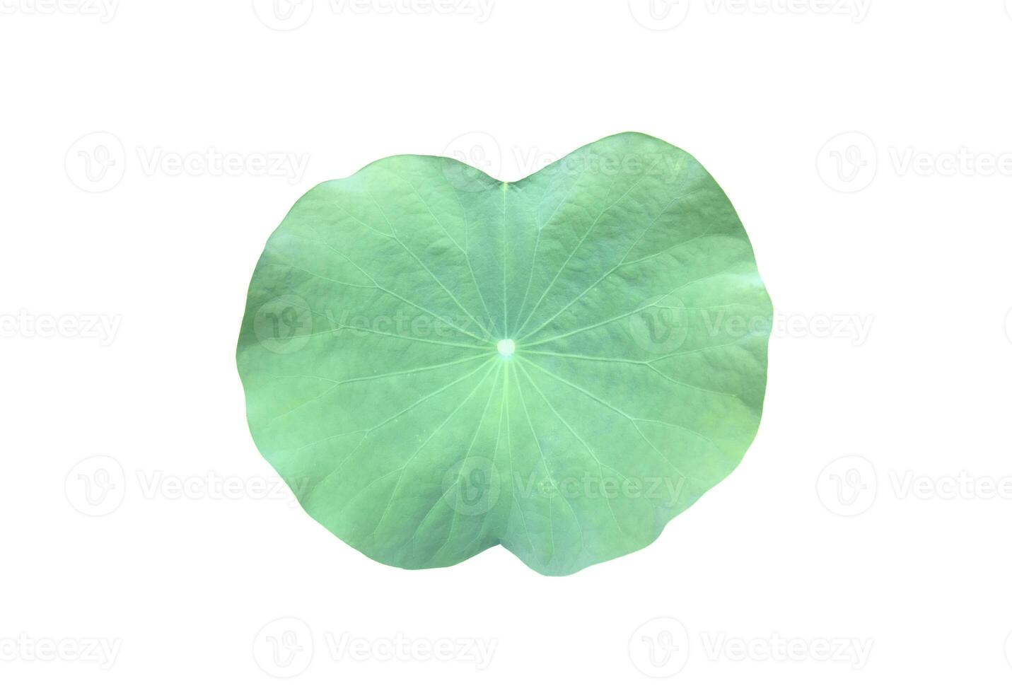 Isolated waterlily or lotus leaf with clipping paths. photo